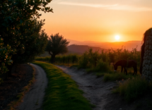 ida platano un possibile ritorno alle origini in sicilia 1753088380